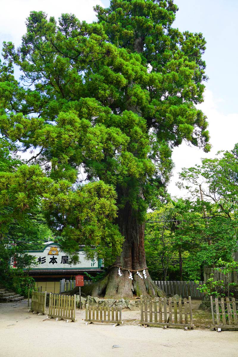 筑波山神社周辺の写真